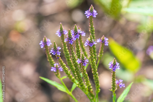 Beautiful purple flowers of Verbena hastata. American vervain, blue vervain, simpler's joy, swamp verbena. photo