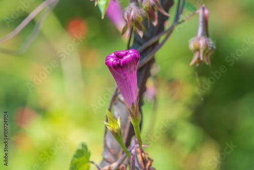 Beautiful purple flowers of Ipomoea purpurea. the common morning-glory, tall morning-glory photo