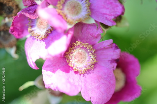 Fleur de Rubus odoratus, ronce odorante ou framboisier sauvage