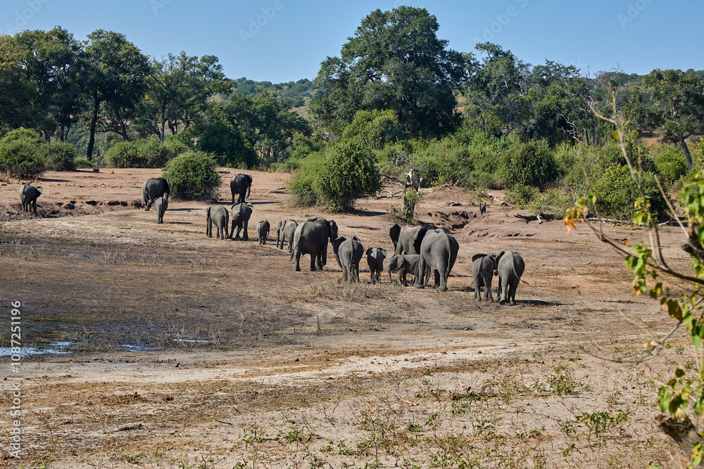 Witness the awe-inspiring beauty of elephants roaming freely in their natural habitat at Chobe National Park. This sanctuary is home to one of the largest elephant populations in Africa. Witness the awe-inspiring beauty of elephants roaming freely in their natural habitat at Chobe National Park. This sanctuary is home to one of the largest elephant populations in Africa.