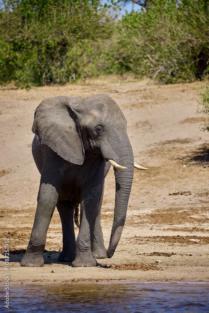 Obraz premium Witness the awe-inspiring beauty of elephants roaming freely in their natural habitat at Chobe National Park. This sanctuary is home to one of the largest elephant populations in Africa.