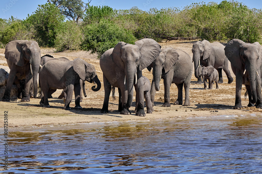 Fototapeta premium Witness the awe-inspiring beauty of elephants roaming freely in their natural habitat at Chobe National Park. This sanctuary is home to one of the largest elephant populations in Africa.