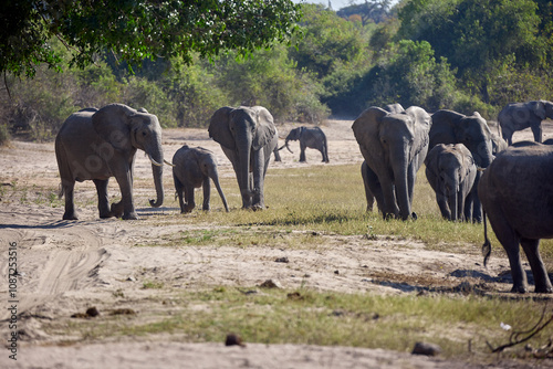 Witness the awe-inspiring beauty of elephants roaming freely in their natural habitat at Chobe National Park. This sanctuary is home to one of the largest elephant populations in Africa.