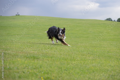 Tri coloured border collie running on a field