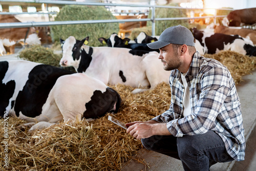 Male farm worker using a digital tablet to inspect livestock, sitting next to cows in a cowshed.