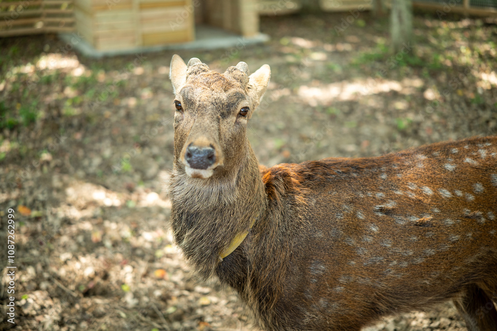 close-up of cute deer in the forest close-up of cute deer in the forest