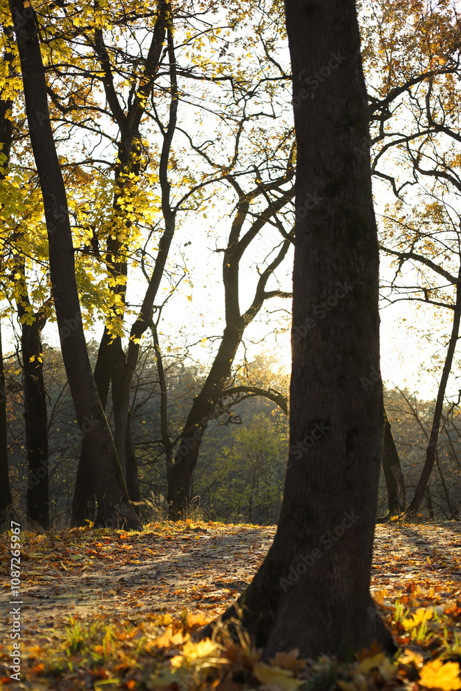 autumn. autumn sunny park with trees and fallen leaves autumn. autumn sunny park with trees and fallen leaves
