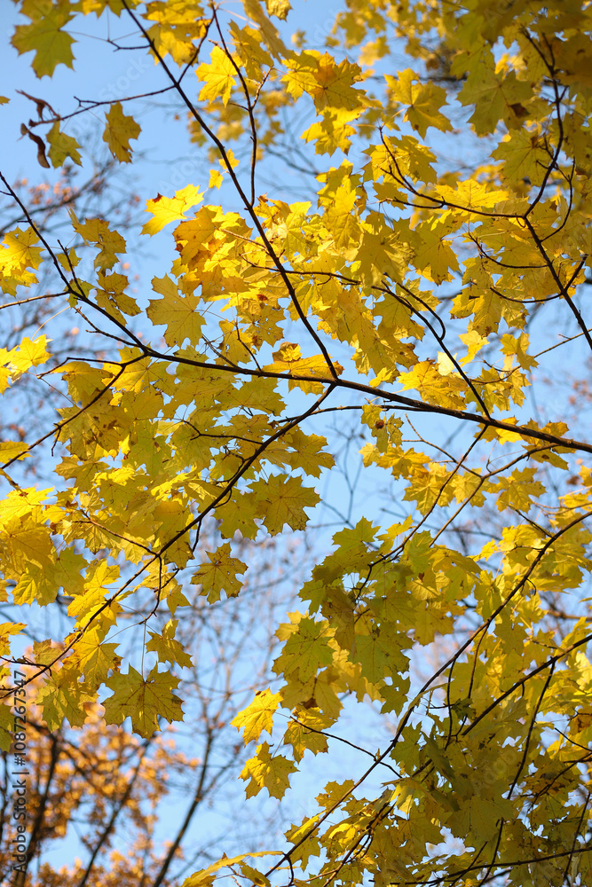 autumn. autumn yellow leaves against blue sky autumn. autumn yellow leaves against blue sky