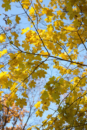 autumn. autumn yellow leaves against blue sky