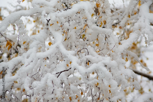 Delicate flakes of wet snow cling to branches with the last autumn leaves.