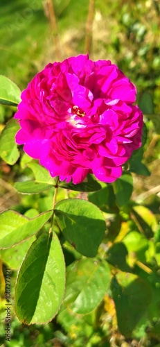 Damascena rose