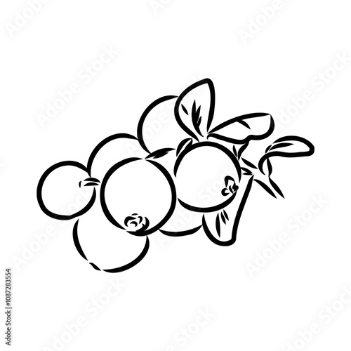 sketch ripe lingonberries, lingonberry berry, vector sketch