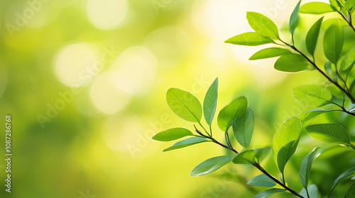 Natural Bokeh: Leaves and Waterdrops