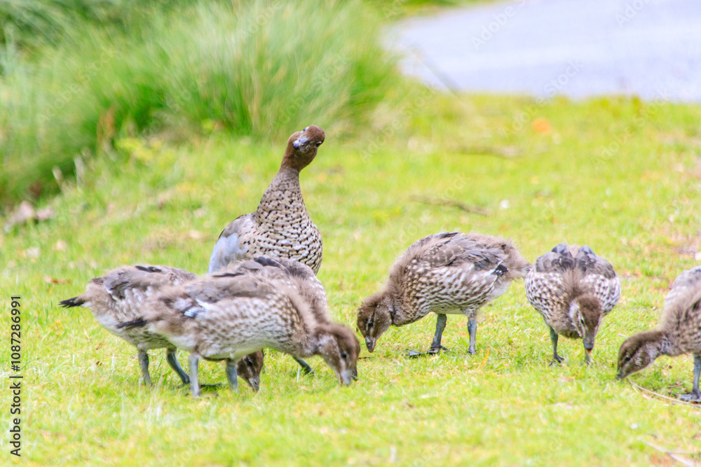 Family of Australian Wood Ducks Walking Along Roadside, Wilsons Prom, Australia Family of Australian Wood Ducks Walking Along Roadside, Wilsons Prom, Australia