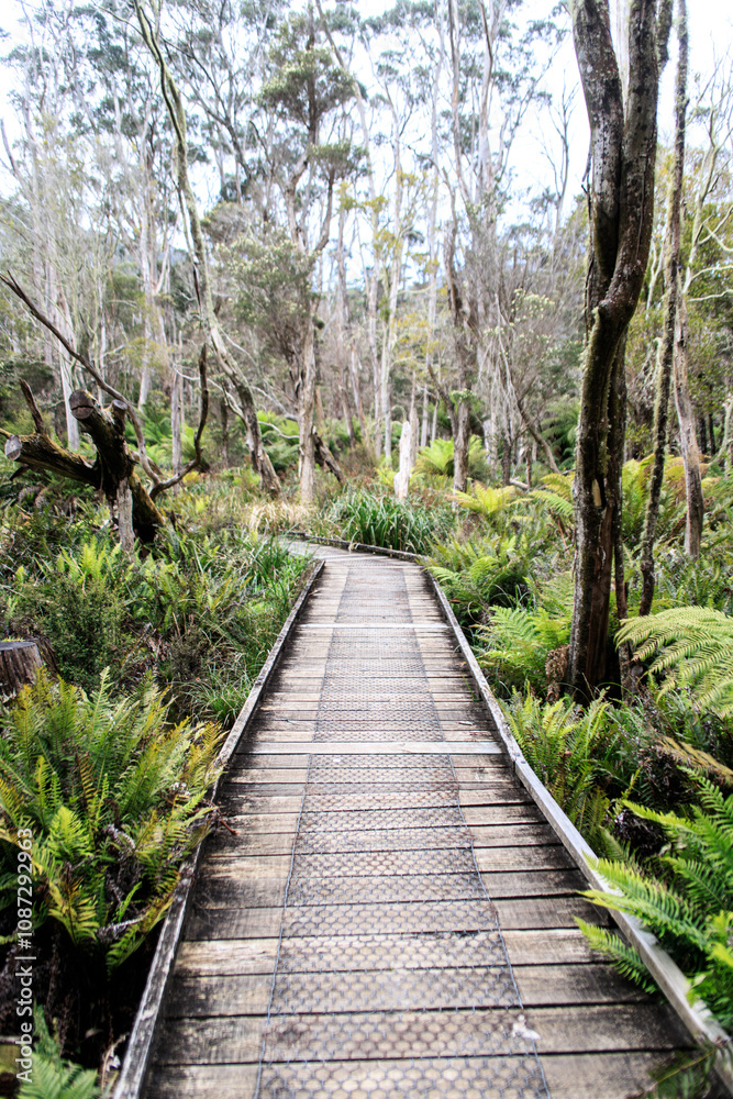 Serene Wooden Pathway Through Lilly Pilly Nature Walk in Wilsons Prom, Australia Serene Wooden Pathway Through Lilly Pilly Nature Walk in Wilsons Prom, Australia