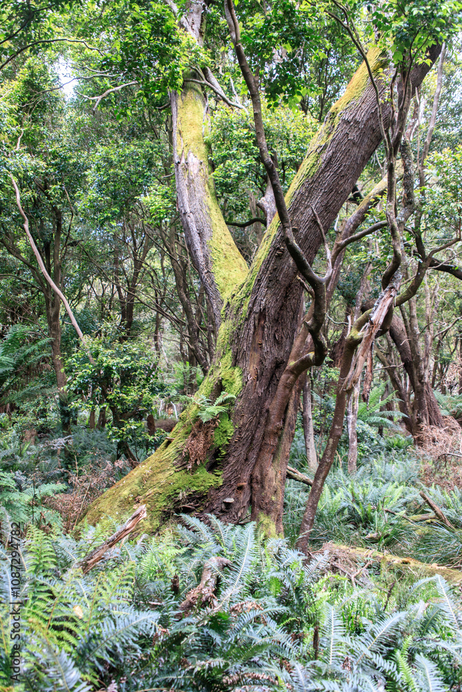 Moss-Covered Tree Trunk in a Lush, Fern-Filled Forest Moss-Covered Tree Trunk in a Lush, Fern-Filled Forest