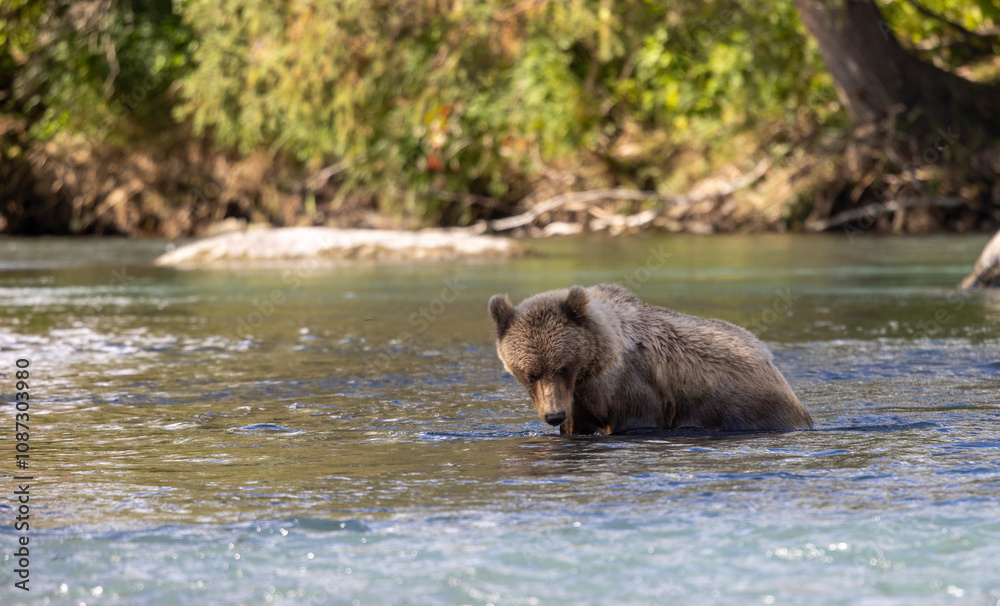 Young Grizzly Bear Fishing for Salmon in Alaska in Autumn Young Grizzly Bear Fishing for Salmon in Alaska in Autumn