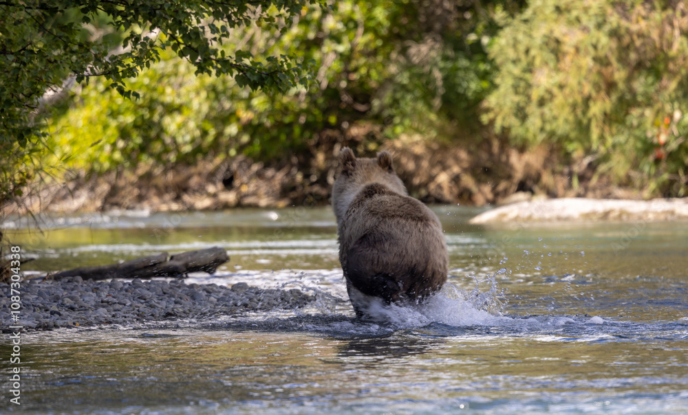 Young Grizzly Bear Fishing for Salmon in Alaska in Autumn