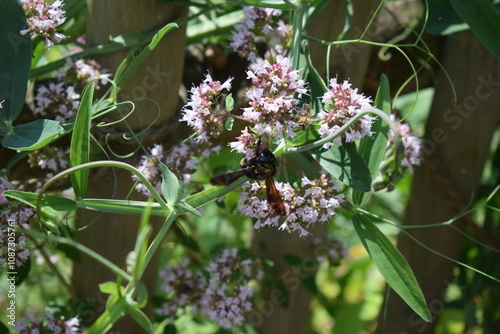 carpenter bee on pink flowers photo