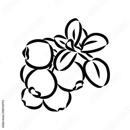 sketch ripe lingonberries, lingonberry berry, vector sketch