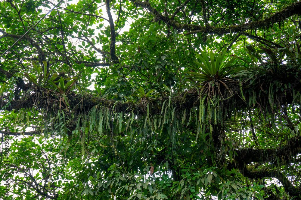 Fototapeta premium Foliage of a tree in a tropical climate, Tassel Fern growing on tree branches