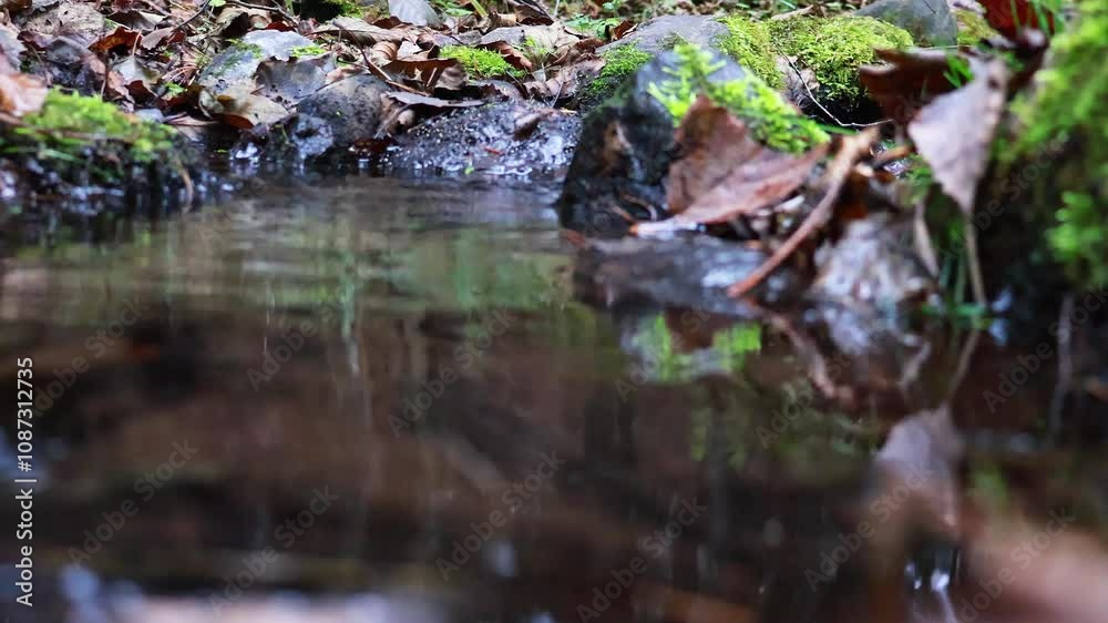 Close up video of crystal clear water running in mountain forest creek. Small water drops splashing, sunny spring day. 4k video Close up video of crystal clear water running in mountain forest creek. Small water drops splashing, sunny spring day. 4k video