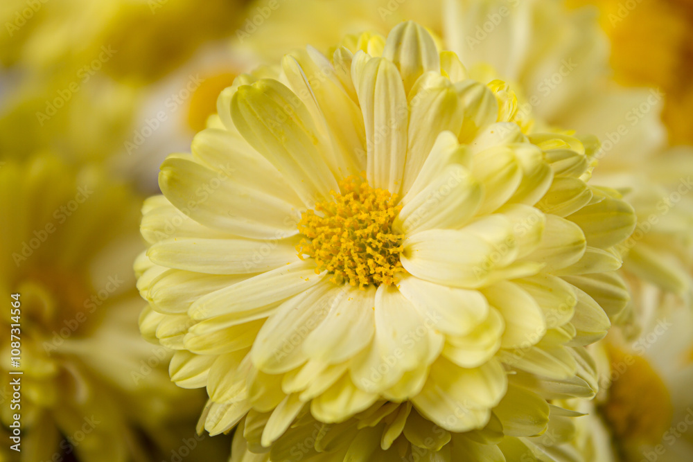 Yellow flowers close-up on a light background Yellow flowers close-up on a light background