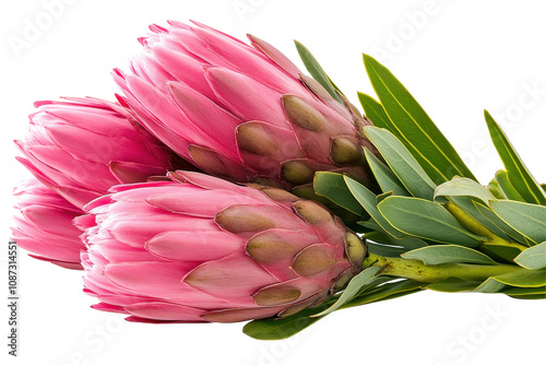 Beautiful protea flowers arranged gracefully with lush green leaves photo