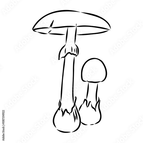 Toadstools, , vector illustrations. Sketch style, toadstool mushroom, vector