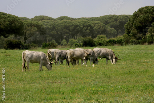 Maremmaner Rinder in den Grassteppen der Maremma, südliche Toskana, Italien