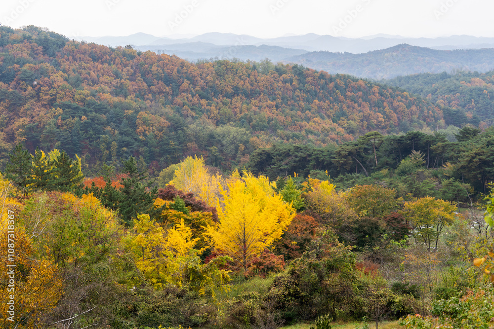 autumn mountain with yellow ginkgo trees autumn mountain with yellow ginkgo trees