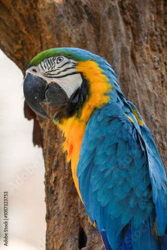 Close up haed the blue macaw parrot bird in garden at thailand.