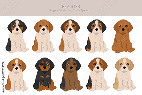 Beagle Cavalier King Charles Spaniel mix. Beaglier clipart. Different coat colors set.  Vector illustration