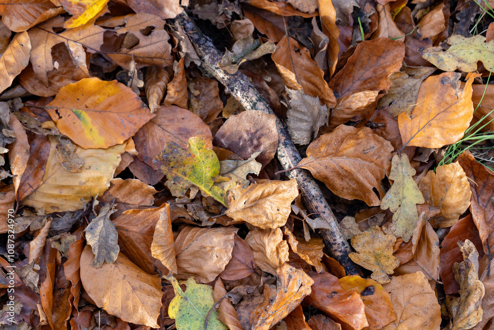 A stunning and beautiful array of fallen autumn leaves in various vibrant hues covering the lush forest floor A stunning and beautiful array of fallen autumn leaves in various vibrant hues covering the lush forest floor