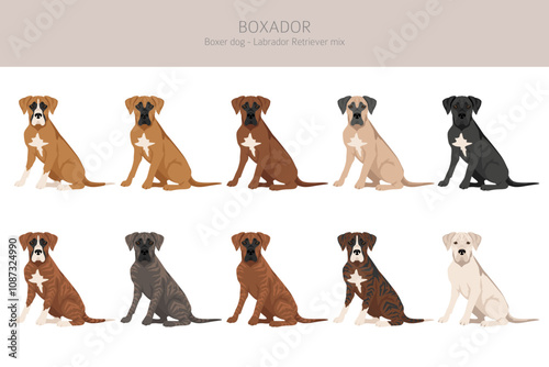 Boxer dog Labrador Retriever mix. Boxador clipart. Different coat colors set.  Vector illustration