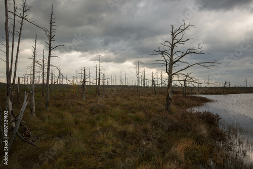 Obraz na plátně A moody wetland scene with bare trees and dark water under an overcast sky