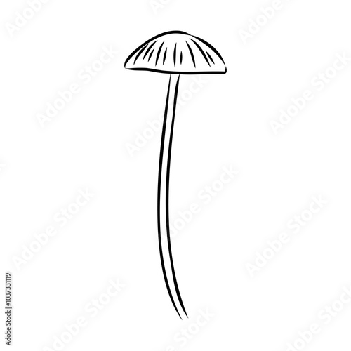 Toadstools, , vector illustrations. Sketch style, toadstool mushroom, vector