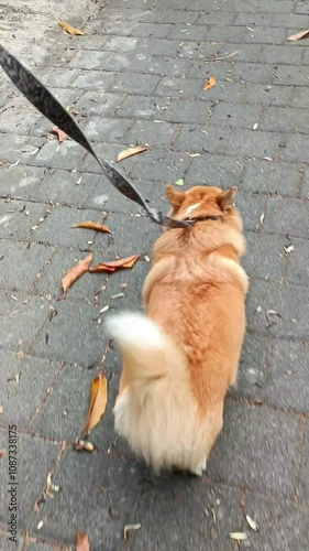 Corgi pembroke is walking along the road. Vertical video of a ginger dog with a beautiful tail photo