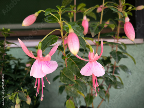 pink blooming fuchsia plant close up
