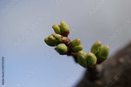 jolis boutons de fleurs de pêcher au printemps, Prunus persica