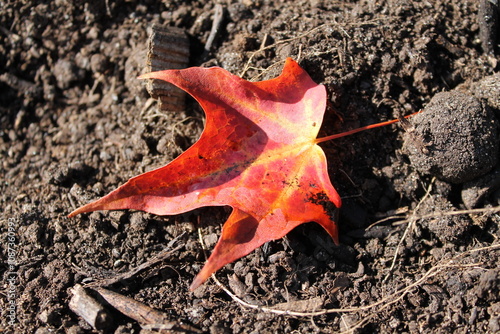 Magnifique feuille d'érable fraîchement tombée de couleur rouge à jaune