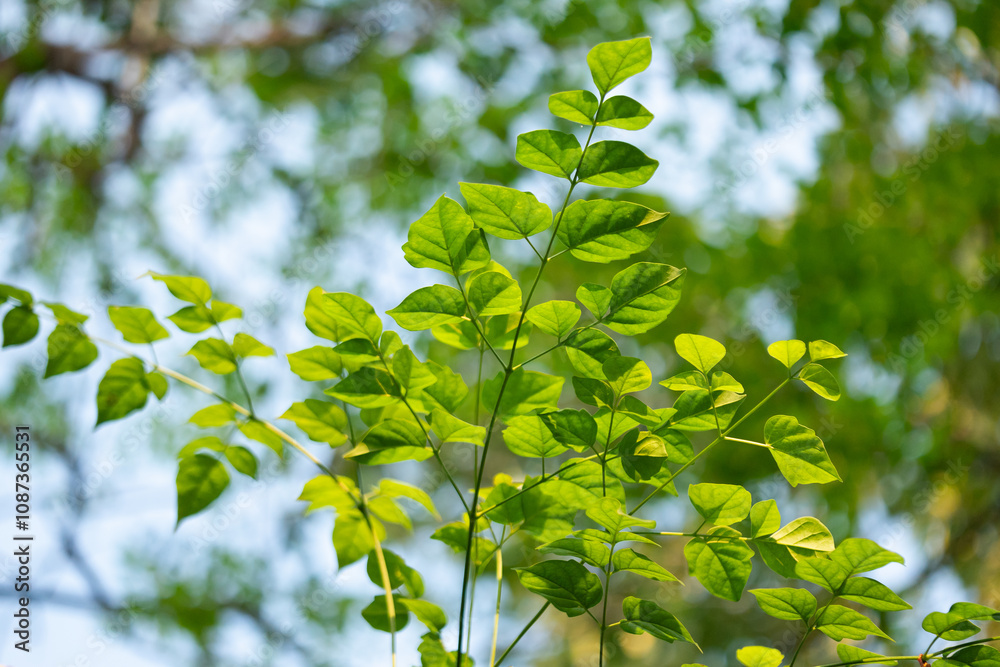 Vibrant green leaves in nature close-up photography outdoor environment freshness concept Vibrant green leaves in nature close-up photography outdoor environment freshness concept