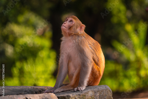Monkeys at Pashupatinath Temple in Kathmandu Nepal