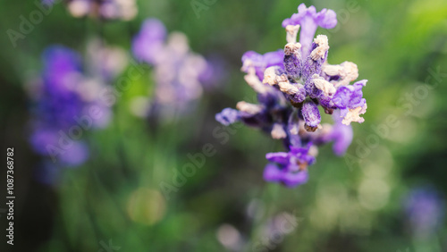 lavender in the garden shot close-up, macro photo