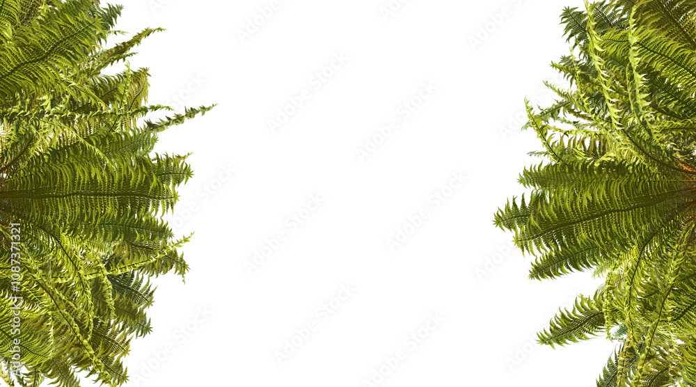 Fern tree png transparent. 3D rendering Fern tree png transparent. 3D rendering