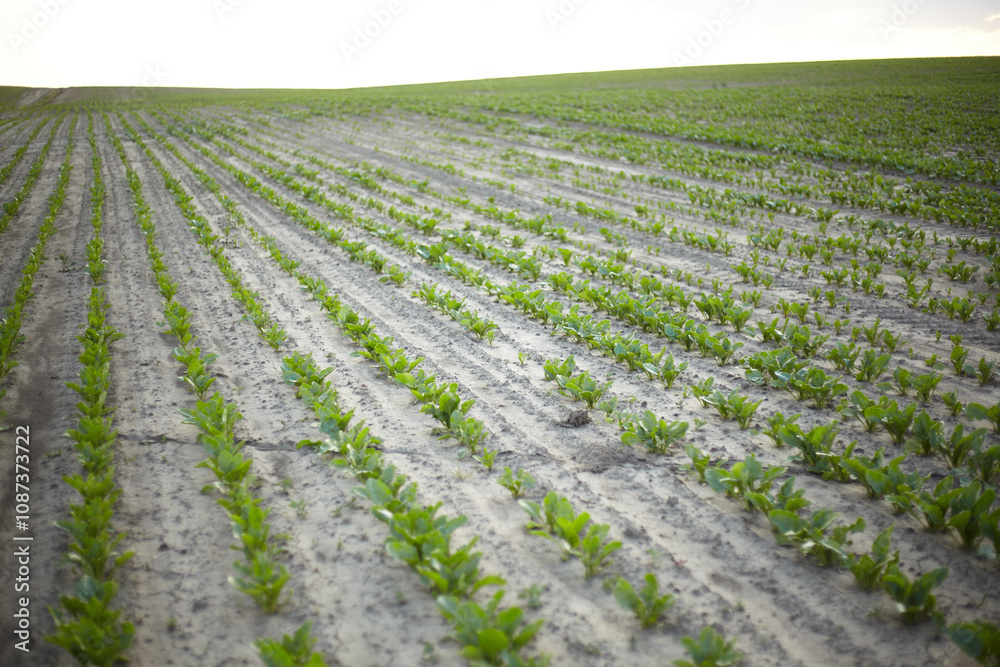 Rows of sugar beets stretch into the distance Rows of sugar beets stretch into the distance