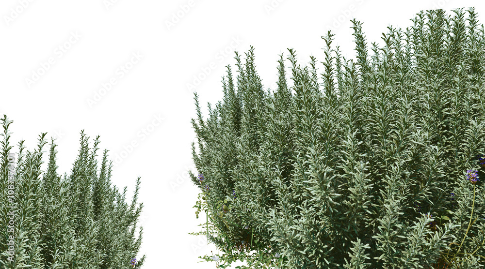 Lavender tree png transparent. 3D rendering Lavender tree png transparent. 3D rendering