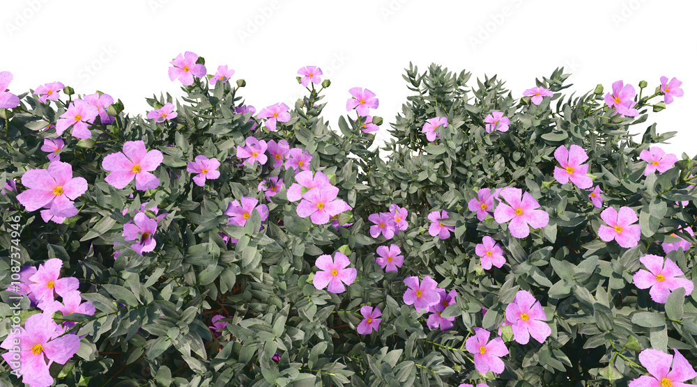 Fototapeta premium Leucophyllum frutescens png transparent. 3D rendering