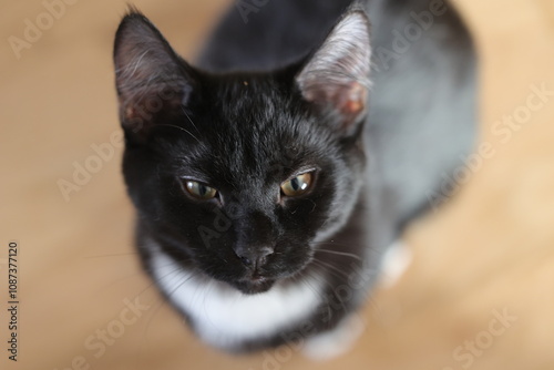 Beau visage d'un chaton noir aux yeux verts