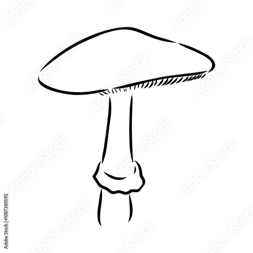 Toadstools, , vector illustrations. Sketch style, toadstool mushroom, vector